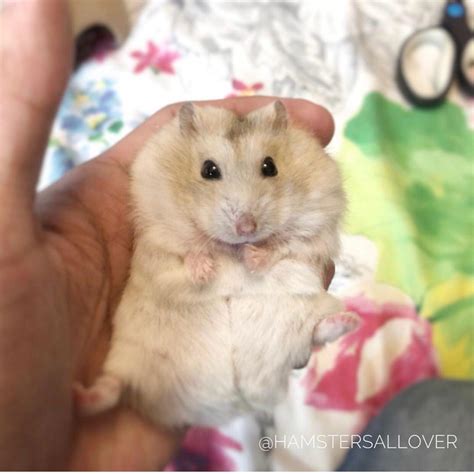 hamster nipples|Identifying Gender — Hamster Society (Singapore)